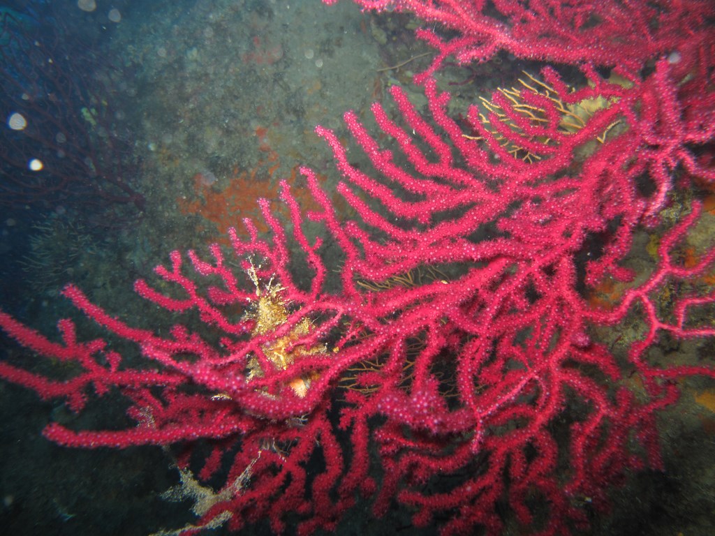 gorgonia rossa