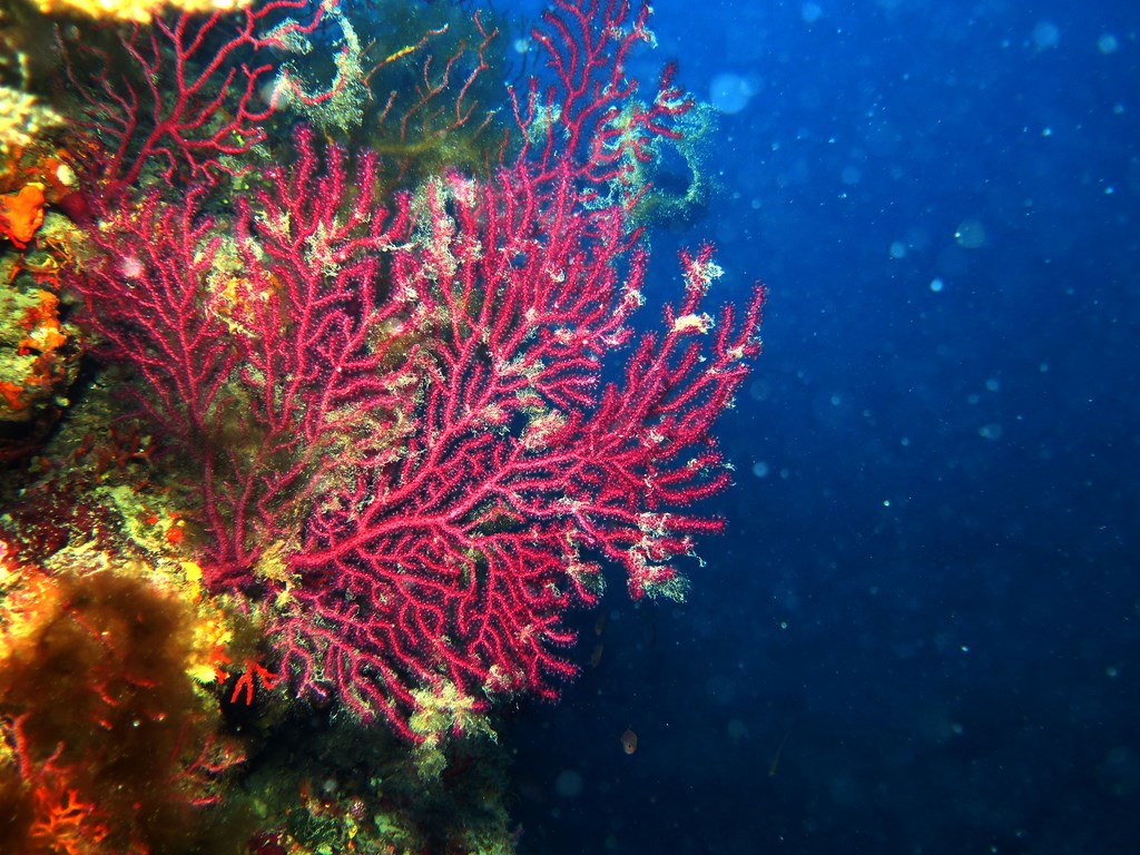 gorgonia rossa, Ischia