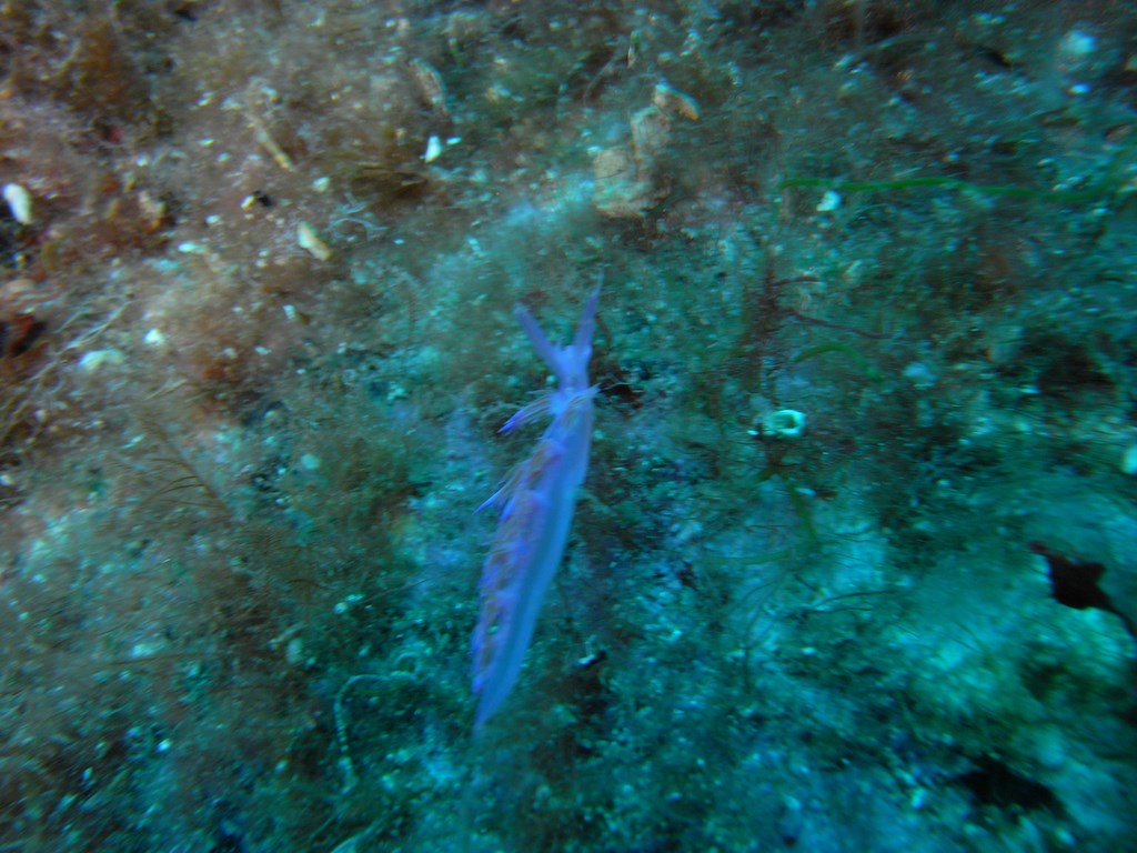 Flabellina