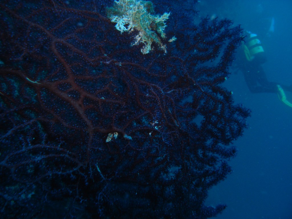 gorgonia rossa, punta pizzaco, procida