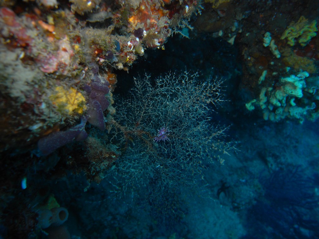 flabellina